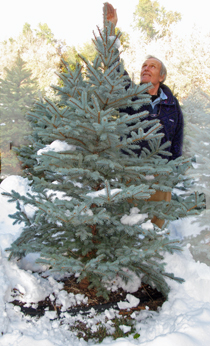 scotch pines blue spruce white firs balsam firs black scotch pines blue spruce white firs balsam firs black