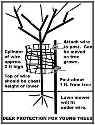 how to plant seedlings - protect from deer