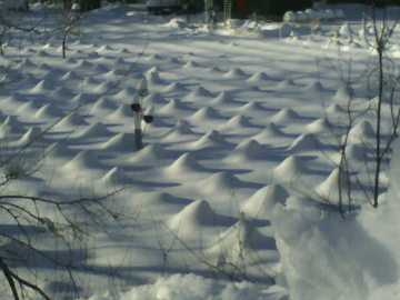 Baby spruce trees - we have lots of mature trees now!