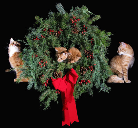 a Christmas wreath