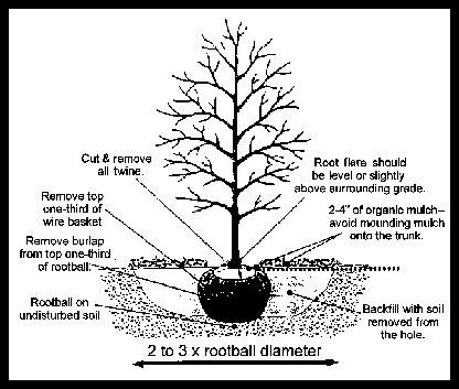 tree planting instructions